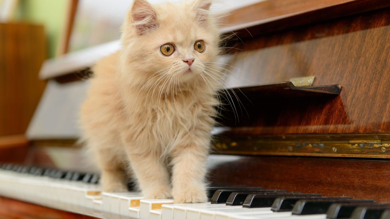 Kuvassa kissa kävelee pianokoskettimilla