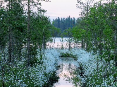 ÄMMÄINVIIKKO 26.10.-1.11.2026