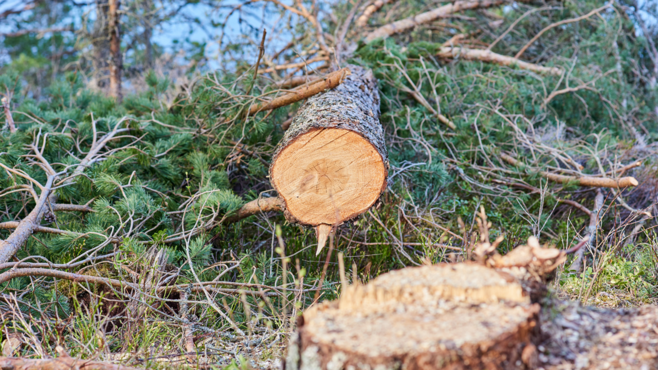Metsähakkuita UKK-reitin varrella Halmevaaran lähellä